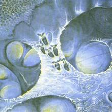 Towards the Obscure Slumberland